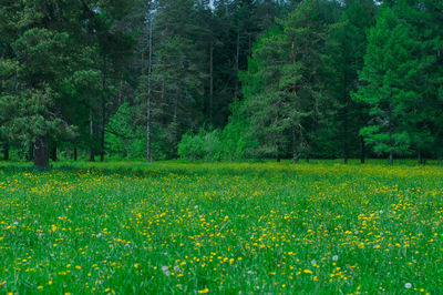 View of yellow flowers in field