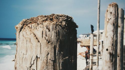 Wooden posts in sea