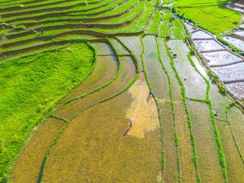High angle view of agricultural field