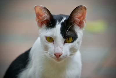 Close-up portrait of a cat