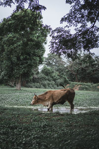 Horse standing in a field