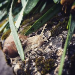 Close-up of snail on white surface