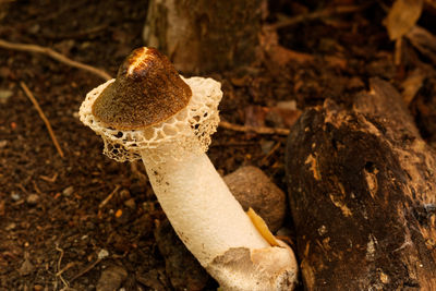 Close-up of mushroom growing on tree trunk