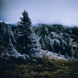 Trees in forest during winter