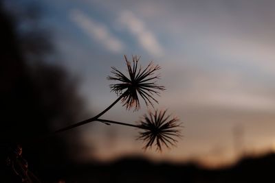 Close-up of silhouette plant against sky at sunset
