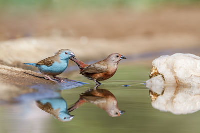 Close-up of a bird