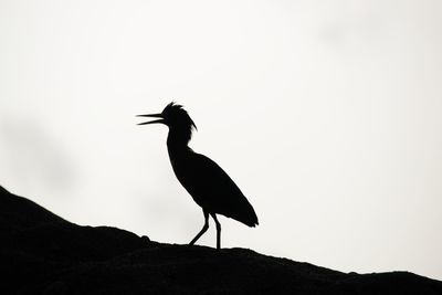 Low angle view of bird perching on mountain against sky