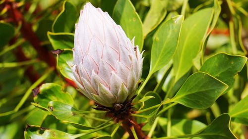 Close-up of plant