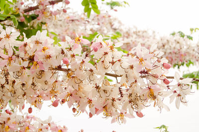 Close-up of cherry blossom tree