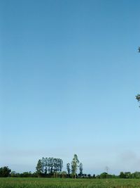 Trees on field against clear blue sky