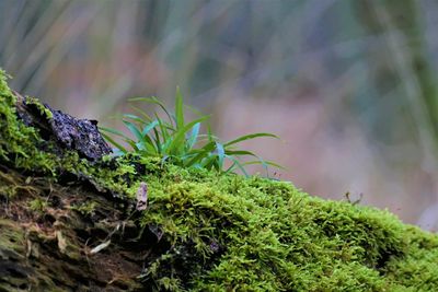 Close-up of moss growing on rock