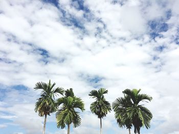 Low angle view of palm trees against sky