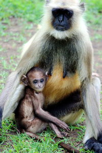 Monkeys sitting on grass