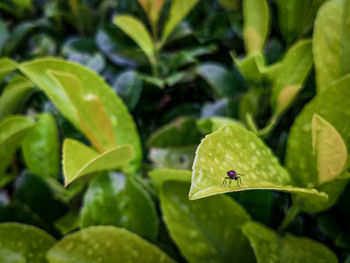 Close-up of insect on leaves