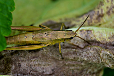 Close-up of insect on leaf