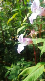 Close-up of bee pollinating on pink flower