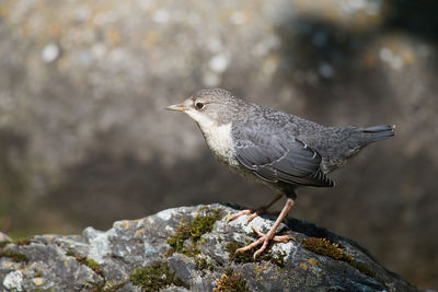 Close-up of bird perching on rock