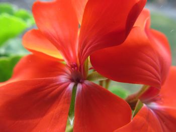 Close-up of red flower