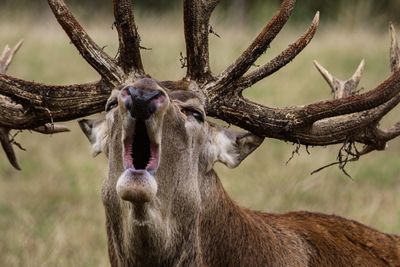Close-up of deer