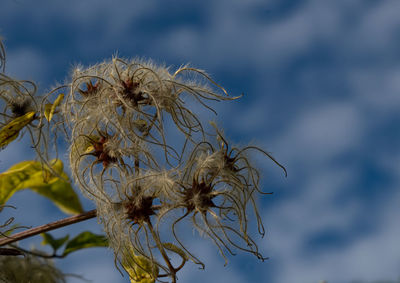 Close-up of wilted plant against sky