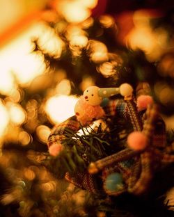 Close-up of christmas tree at night