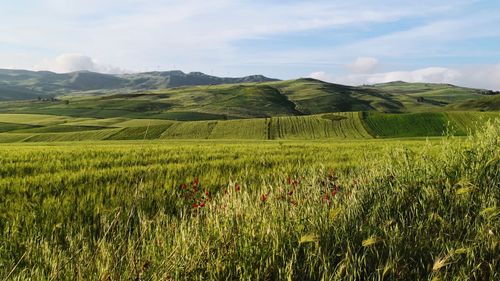 Scenic view of agricultural field against sky