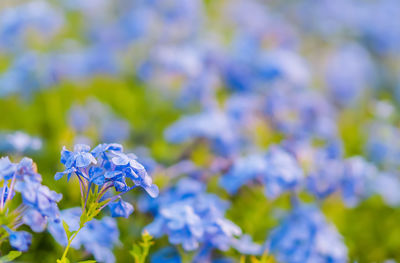 Close-up of blue flowering plant