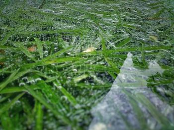 Close-up of water drops on grass