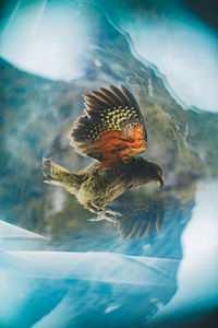 Close-up of fish swimming in sea