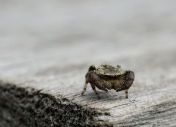 Close-up of insect on wood