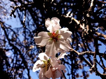 Close-up of white cherry blossoms in spring