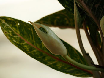 Close-up of insect on plant