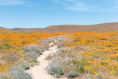 Walking trail amongst a super bloom of california poppies