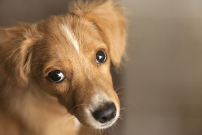 Close-up portrait of dog