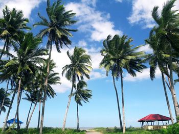 Palm trees on beach against sky
