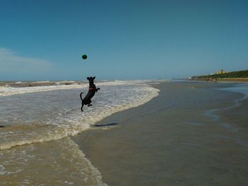 Dog playing with ball at beach against sky