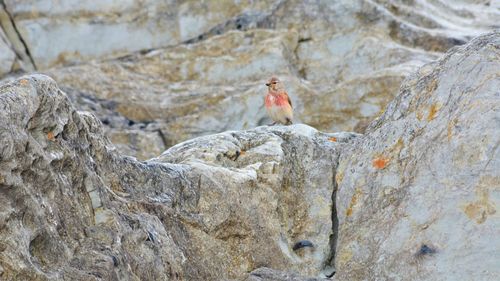 House finch on rock formation