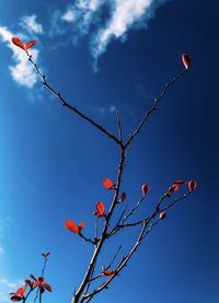 Low angle view of flowering plant against blue sky