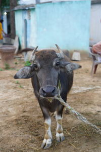 Portrait of cow standing outdoors