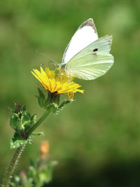 Close-up of butterfly pollinating on flower