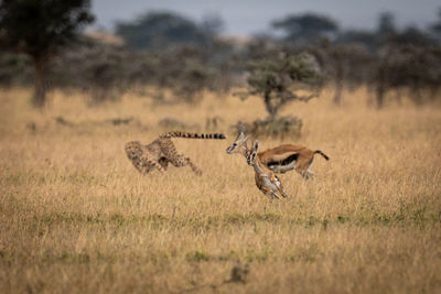 View of cheetah hunting deer on field