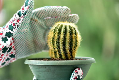 Close-up of succulent plant