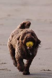 Portrait of a dog running on beach with yellow ball in mouth