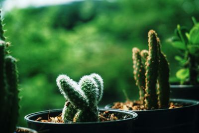 Close-up of succulent plant