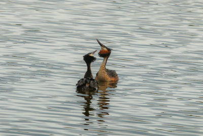 Birds swimming on lake