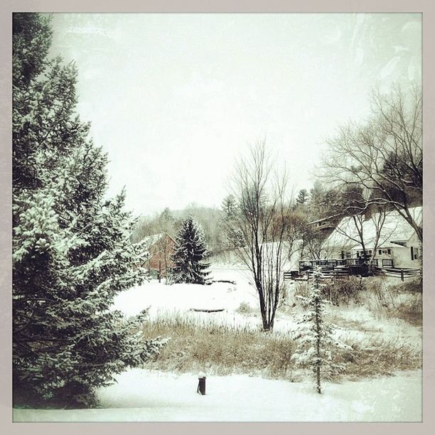 SNOW COVERED TREES ON FIELD