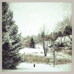 Bare trees on snow covered field