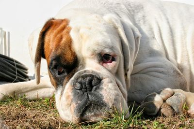 Close-up portrait of a dog resting