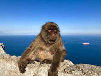 Monkey sitting on the sea against sky