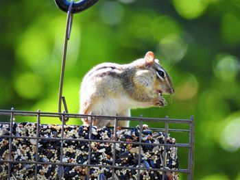 Close-up of chipmunk 